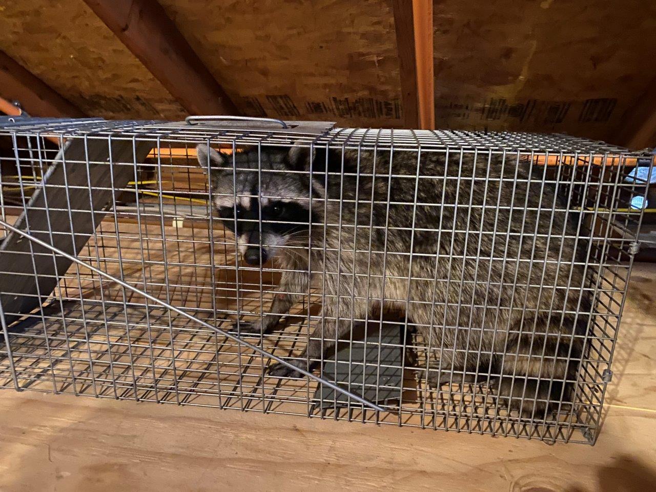 Toledo raccoon trapping
